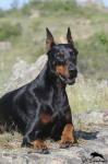 Dobermann